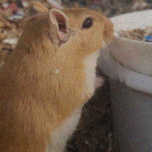 a honey coloured gerbil reaching for food bowl