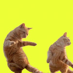 two cats dance