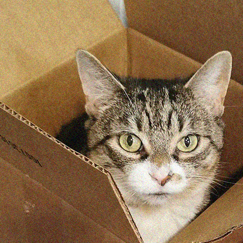A tabby cat with a patch of white fur in the nose mouth area, inside a box.
